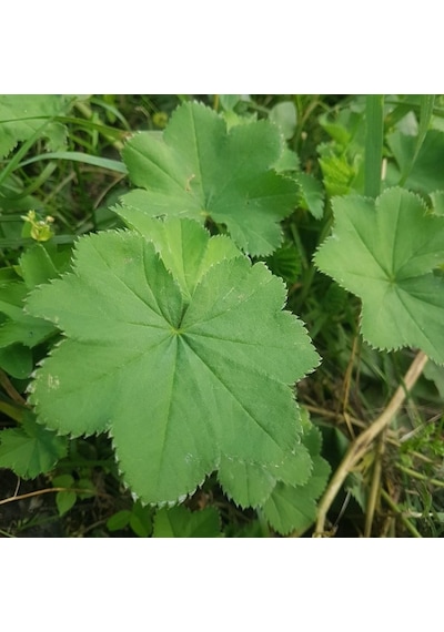 Aslan Pençesi 125 Gram Aslanpençesi Testere Dişli Saplı