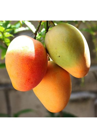 Aşılı Sweet Yellow Mango Fidanı - 2 Yaş - Tüplü 60-70 Cm - Yüksek Şeker Oranlı Lifsiz Sarı Mango