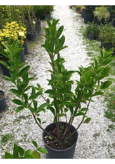 Kartopu Viburnum Lucidum 1 Adet 40-60 Cm Saksılı Dış Mekan Bahçe Peyzaj Çit Bitkisi