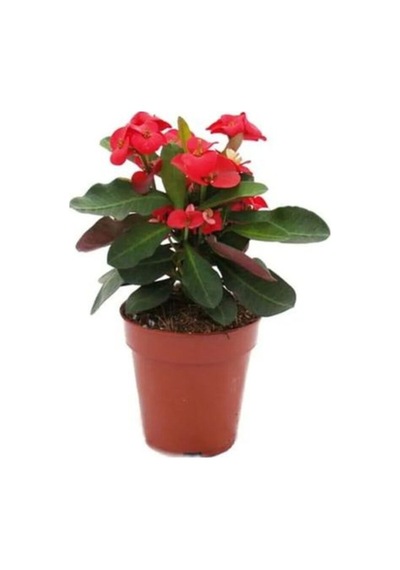 Mini 3'lü Karışık Milli Dikenler Tacı Çiçeği Fidanı 5-15cm Saksılı Çiçekli Bodur Euphorbia