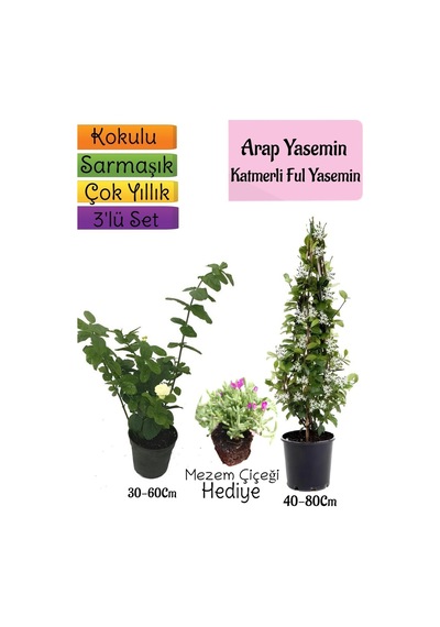 Kokulu Arap Yasemini+katmer Ful Yasemin+mezem Çiçeği 3'lü Bahçe Seti