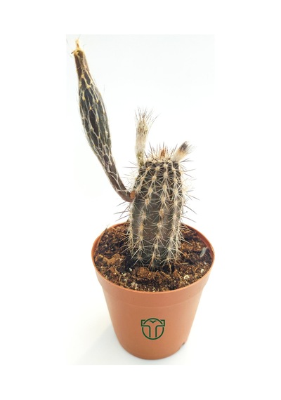 Echinocereus Mirabilis 5.5 Cm Saksıda
