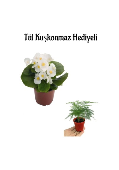 Hediyelik Beyaz Şeker Begonya Çiçeği Öğretmenler Gününe Özel Tül Kuşkonmaz Hediyeli