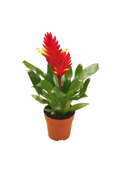 Vriesea Intenso 'Red' (Alev Kılıcı Çiçeği) Ø12 CM Y30-35 CM