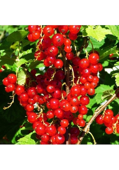 Red Lake Frenk Üzümü Fidanı 10-20 Cm