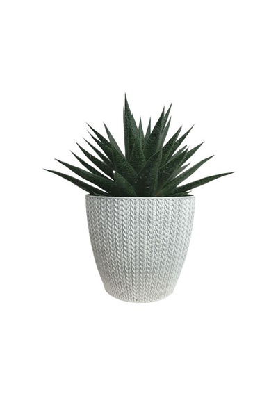 Gasterworthia Beyaz Sümela Saksıda