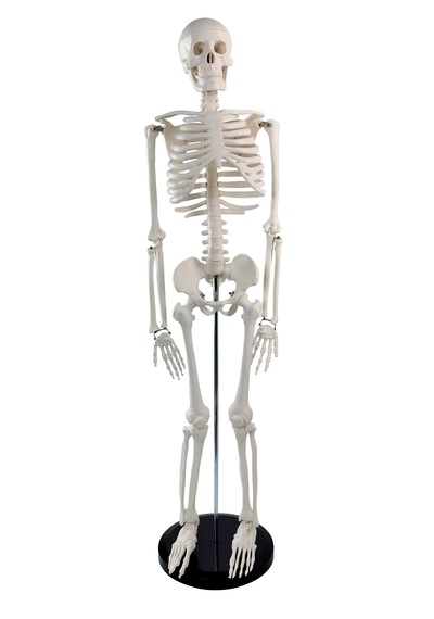 İnsan İskeleti Maketi 85 Cm - İskelet Modeli 01