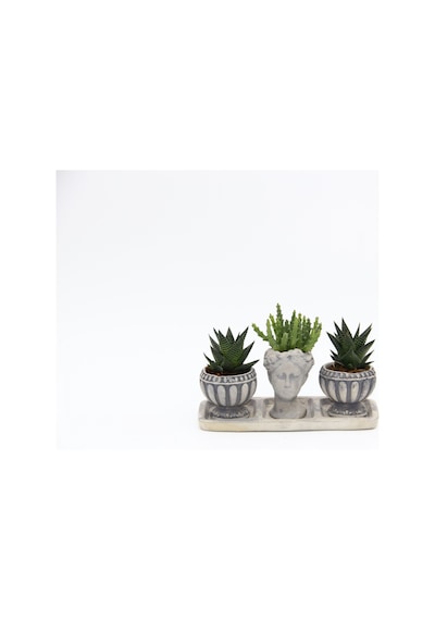 Trio Helen Gri Sukulent Seti - Haworthia Limifolia. Huernia