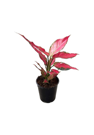 Aglaonema 'Cherry Baby' (Çin Herdemyeşili) Ø12 CM Y25-30 CM