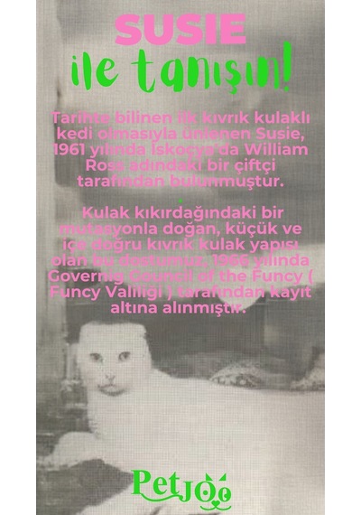 Petjoo 3.Susie Yeşil-Pembe Qr'lı Kedi Künyesi