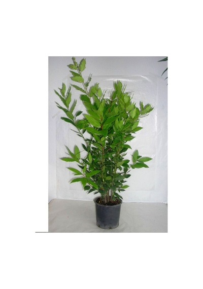Saksıda Laurus Nobilis Defne Fidanı 20-30 Cm