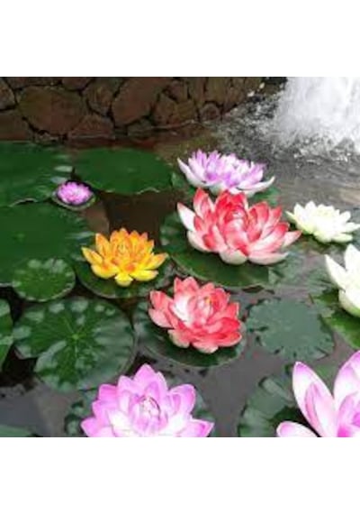 5 Adet Tohum Nadir Karışık Renkli Lotus Su Çiçeği Tohumu Organik