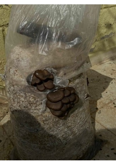 4 Adet 6 Lt 3 Kg Istiridye Mantarı Miseli Tohum Kompostu