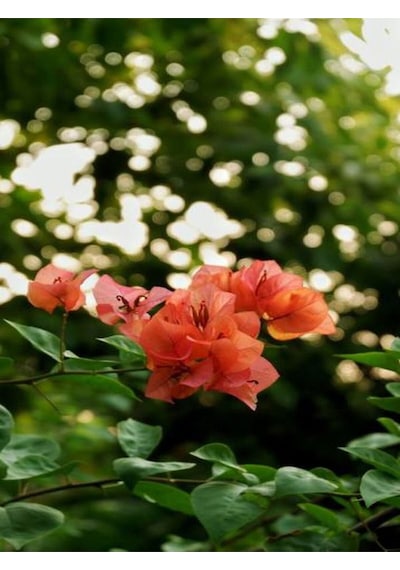 Videolu Mis Kokulu 1adet Turuncu Begonvil Çiçeği Fidanı Saksılı 60-120cm Bougainvillea