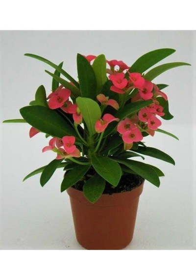 Euphorbia Milii,,dikenler Tacı Pembe Renk Ithal Kaktüs Ev Ofis Iç Mekan Bitkisi 12 Cm Büyük Saksıda