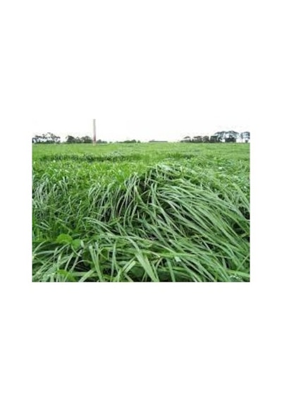 Yiğit RyeGRass Tohum Süt Otu Tohumu 25 KG