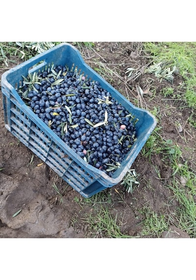 Gemlik Sofralık Siyah Zeytin L 10kg