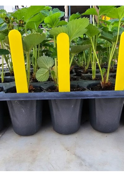 Bitki Etiketi 1,5 12,5cm Sarı 100 Adet Ve Mavi Asetatlı Kalem Ta