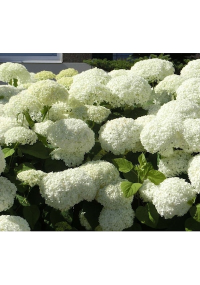 Ortanca Hydrangea Arborescens Strong Anabel 2l-40cm