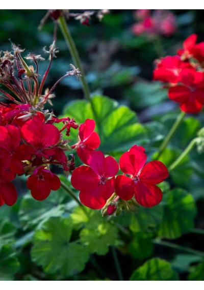 Canlı Kırmızı Premium 1 Adet Sardunya Çiçeği 15-40cm Saksılı Geranium