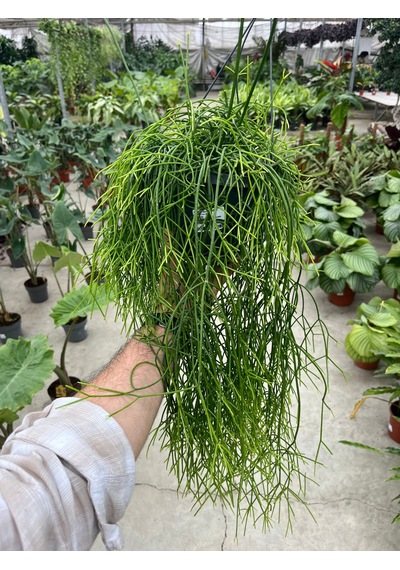 Rhipsalis Baccifera