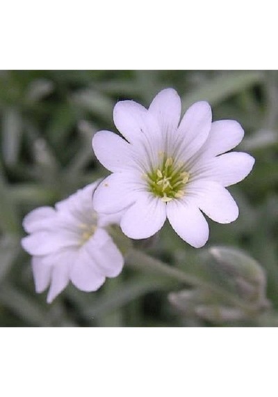 20 Adet Snow In Summer Chickweed Tohumu