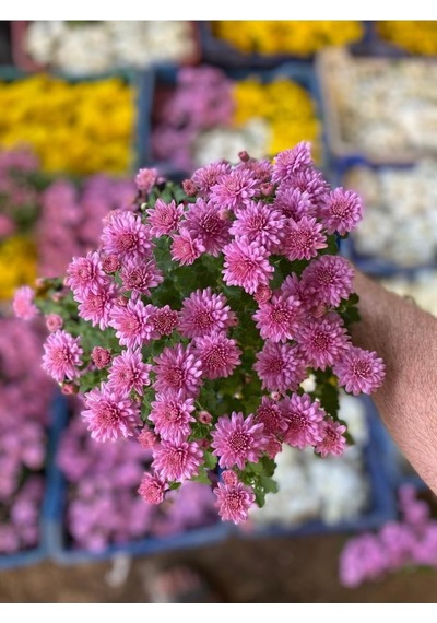 Kasımpatı Çiçeği Karışık Renk 10-20 Cm