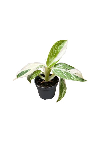 Philodendron 'jose Buono'