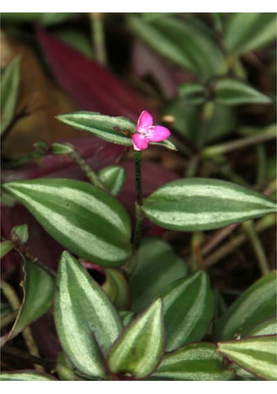 4 Çeşit Telgraf Çiçeği 5-15 Cm Tüplü Çiçekli Bodur Bitkiler Tradescantia