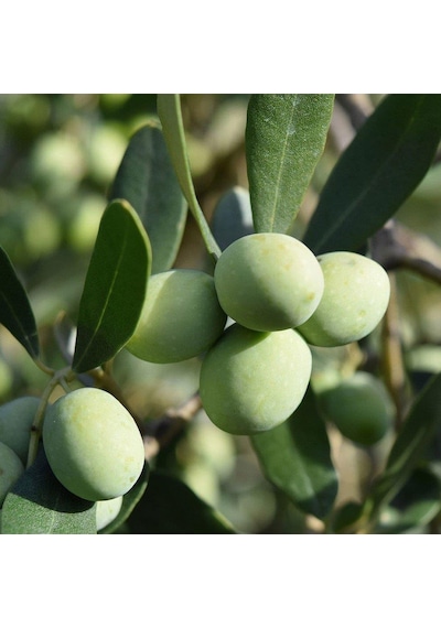 Tüplü Çekiçte Zeytin Fidanı, Kırmalık ve Çizmelik