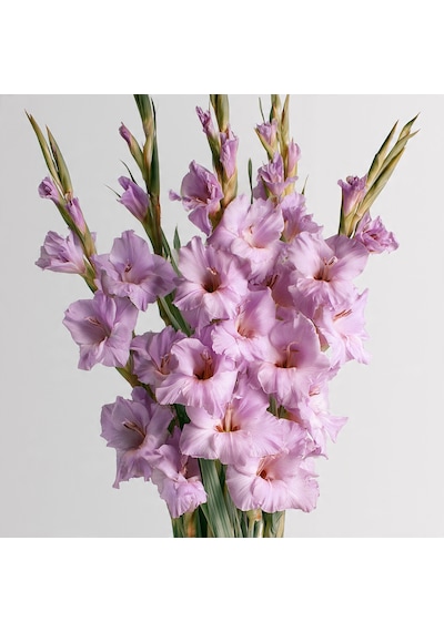 5 Adet Lila Glayöl Swan Gladiolus Çiçeği Soğanı