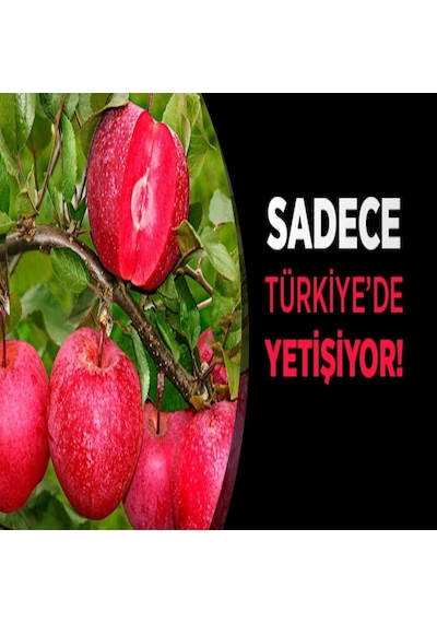 Tüplü Yarı Bodur Nadir Bulunan Içi Dışı Kırmızı Elma Fidanı