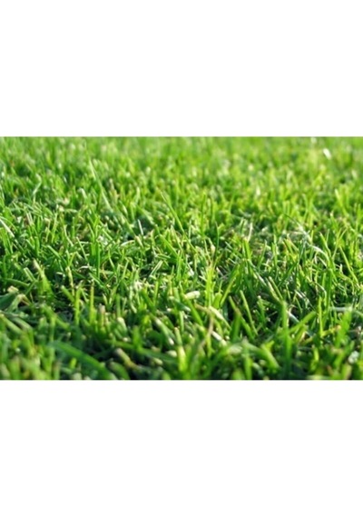 Çim Tohumu 500 Gr 4 Karışım Çim Tohum Basmaya Dayanıklı Çim Tohumu Susuzluğa Dayanıklı Bahçe Çim