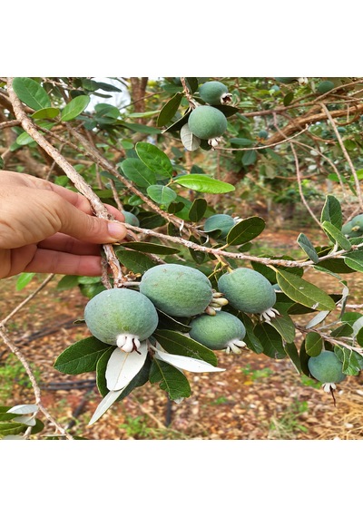 Kaymak Meyvesi Feijoa 1 Kg