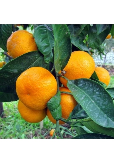 Tüplü Aşılı Yarı Bodur Yöresel Kokulu Bodrum Mandalina Fidanı