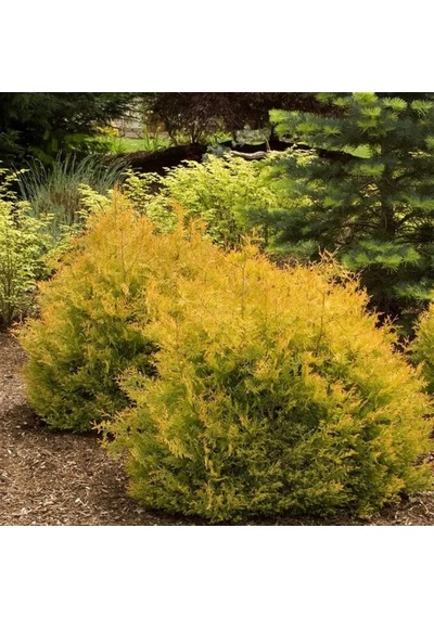 1-2 Yaş Arası Tüplü Raingold Mazı Thuja Occidentalis 'rheingold