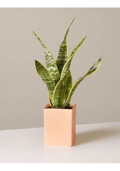 Sansevieria Laurentii Superba Bodur Paşa Kılıcı Kılıç Çiçeği