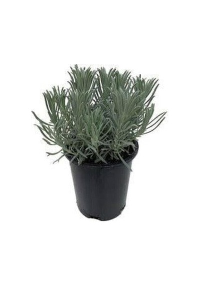 Lavanta Fidanı Angustifolia 10 Luk Saksıda 10-20 Cm