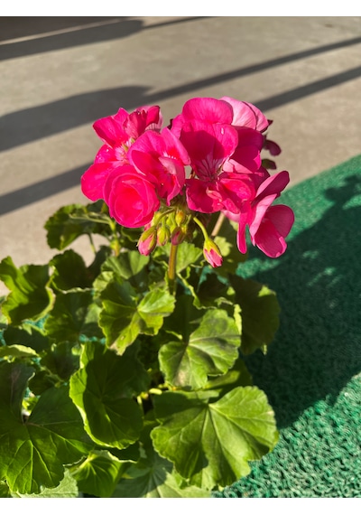 Koyu Pembe Sardunya Çiçeği Koyupembesardunya
