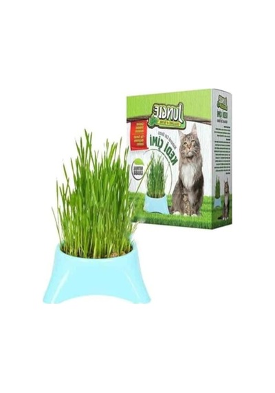 Fileli Kedi Çimi - Doğal Beslenme Alanı