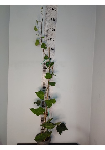 Duvar Sarmaşığı Hedera Helix 80-100 Cm