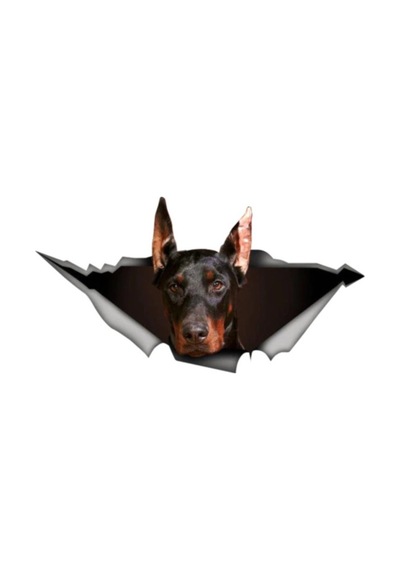 Doberman Araba Sticker Yapıştırması 20 Cm