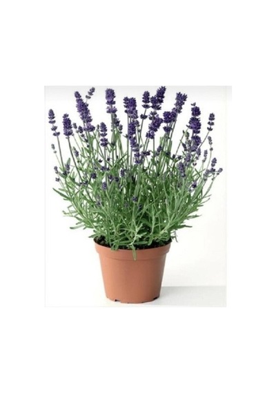 Lavanta Fidanı Angustifolia 10 Luk Saksıda 10-20 Cm