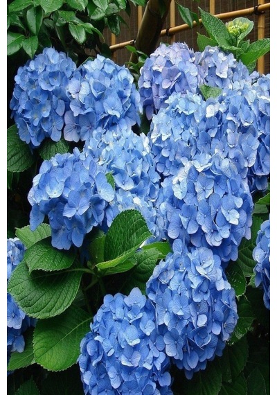 Ithal Mavi Çiçekli Ortanca Fidanı 30-55 Cm Tüplü Çiçekli Bodur Bitkiler Blue Hydrangea