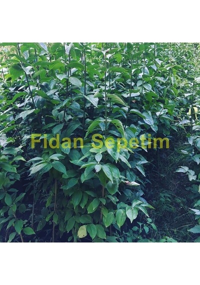 Fidan Sepetim 3 Yaş Aşılı Kızılcık Fidanı