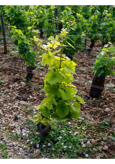 Videolu Bal Gibi Çekirdeksiz Üzüm Fidesi 30-60 Cm Tüplü Dış Mekan Ağaç Grape Seedling