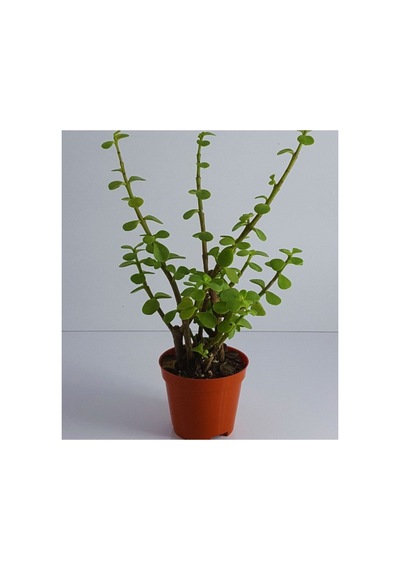 Yeşim Para Çiçeği Fidanı 10-20 Cm
