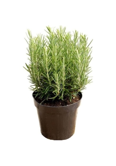 Biberiye Fidanı Rosemary 1 Adet 15-25 Cm