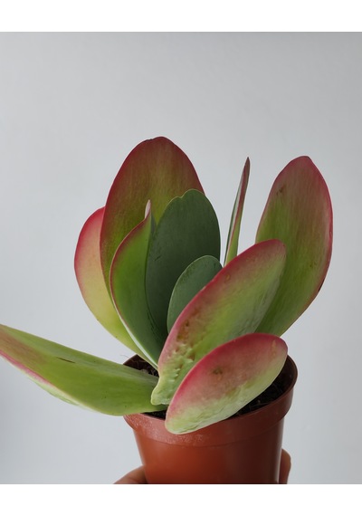 Kalanchoe Thyrsiflora Red Lips Sukulent 1 Adet
