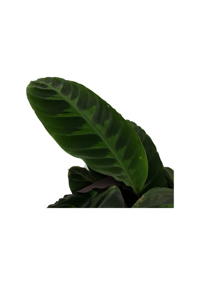 Calathea Warscewiczii (Dua Çiçeği) Ø17 CM Y50-60 CM